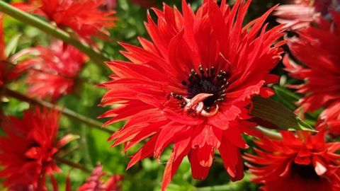 Anemone x fulgens ‘Multipetala’. ©Atelier du végétal